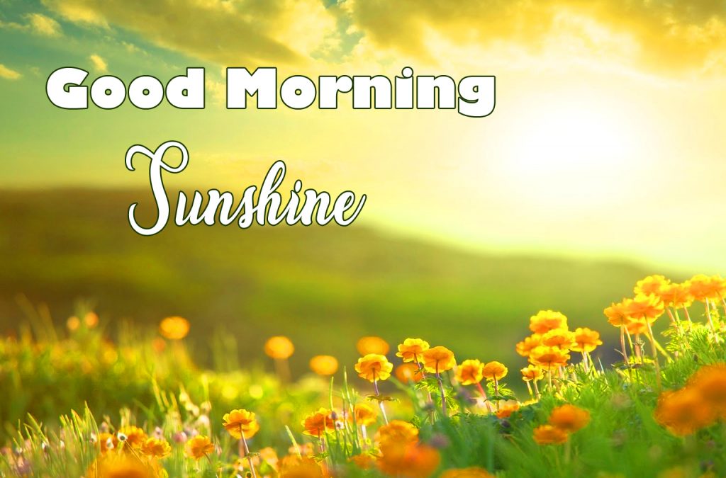 Good Morning Sunshine Wishes and Images