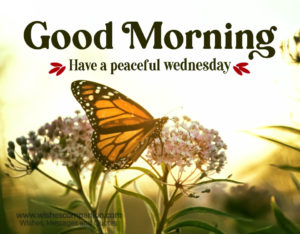 Happy Wednesday Morning Wishes and images - Wishes Companion