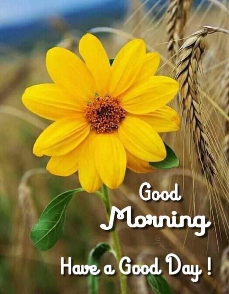 Beautiful Marigold Flower Morning Greetings