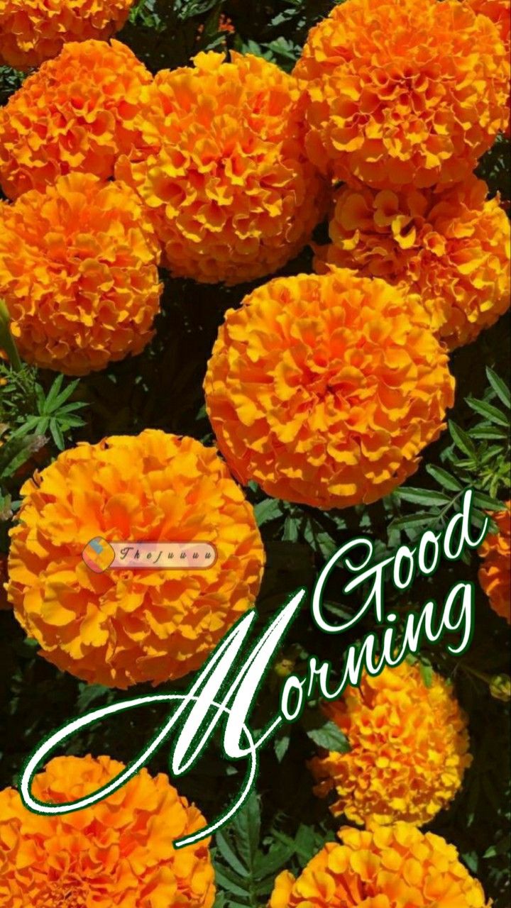 HD Marigold Flower Good Morning Pics