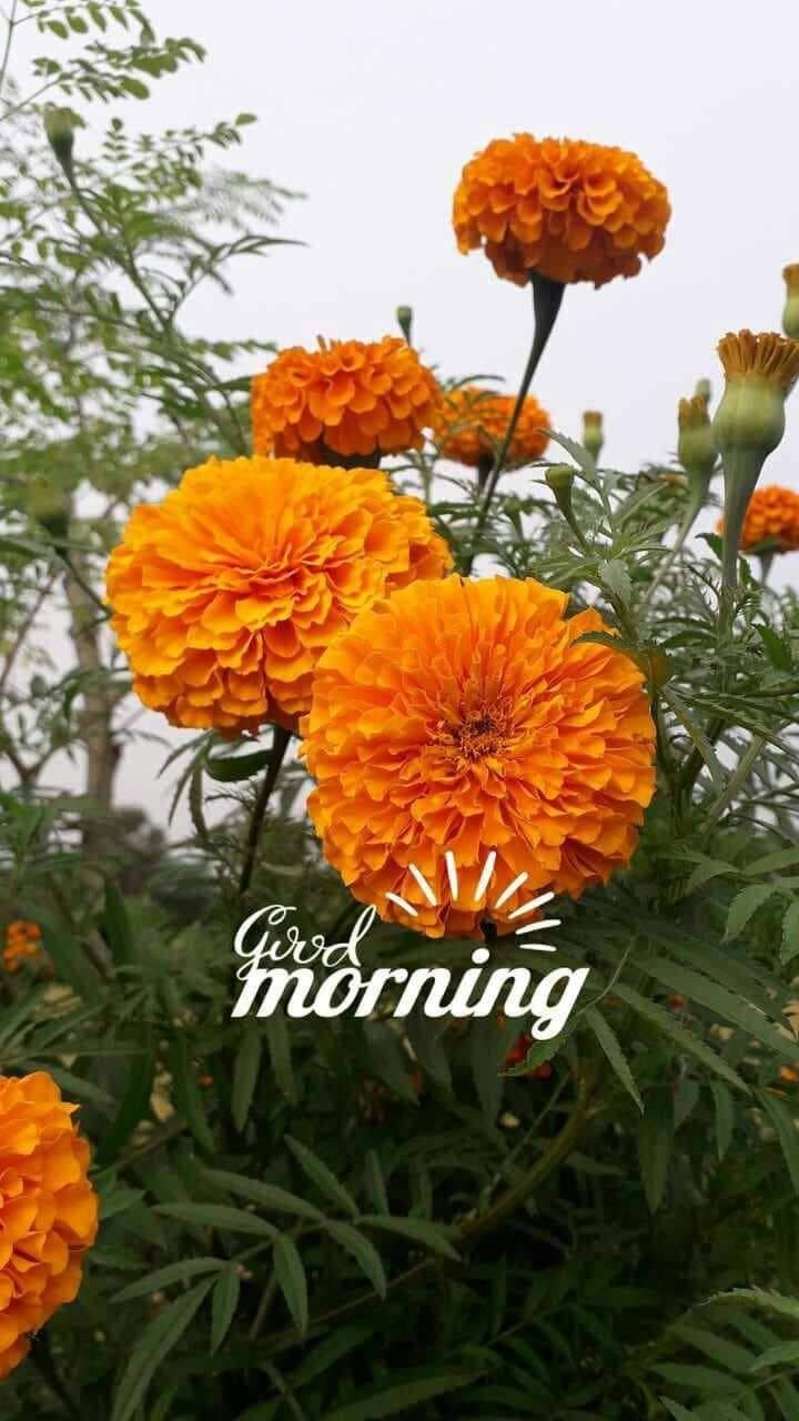 Marigold Blossoms in Morning Light